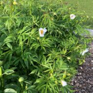 Early Wildflower - Pilt 5