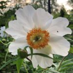 Early Wildflower