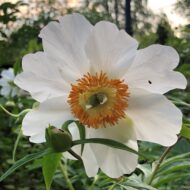Early Wildflower