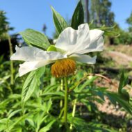 Early Wildflower - Pilt 2