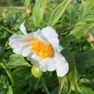 Early Wildflower - Pilt 4