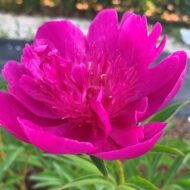 Easy Lavender - Pilt 2