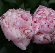 Sorbet /Eden's Perfume - Pilt 3