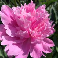 Edulis Superba - Pilt 3