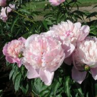 Elegans Superbissima