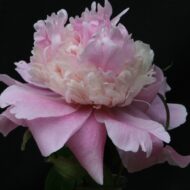 Elegans Superbissima - Pilt 2