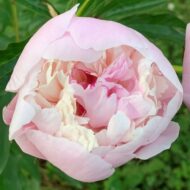 Elegans Superbissima - Pilt 3