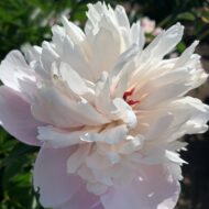 Elegans Superbissima - Pilt 7