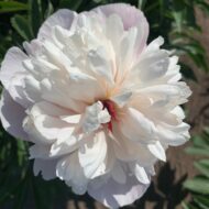 Elegans Superbissima - Pilt 8