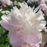 Elegans Superbissima - Pilt 6