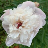 Elegans Superbissima - Pilt 5