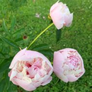 Elegans Superbissima - Pilt 4
