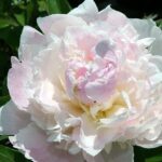 Fairy's Petticoat