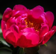 Feerie - Pilt 2
