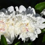 Festiva Maxima