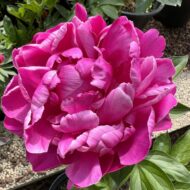 Fiona / Red Sarah Bernhardt - Pilt 2