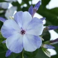 Flame Blue - Pilt 4