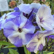 Flame Blue - Pilt 10