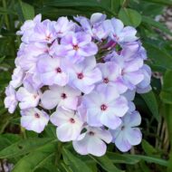 Flame Blue - Pilt 3