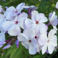 Flame Blue - Pilt 7