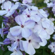 Flame Blue - Pilt 5