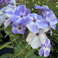Flame Blue - Pilt 8