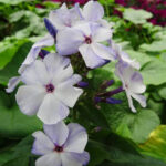 Flame Light Blue
