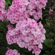 Floksana
