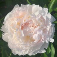 Florence Nicholls - Pilt 2