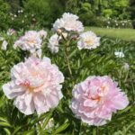 Frances Mains