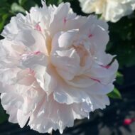 Frances Willard - Pilt 5