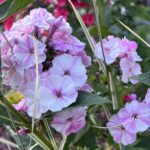 Freckle Pink Shades