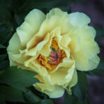 Garden Treasure