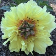 Garden Treasure - Pilt 4