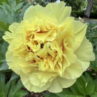 Garden Treasure - Pilt 2