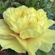 Garden Treasure - Pilt 3