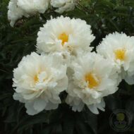 Gardenia - Pilt 5