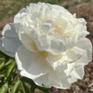 Gardenia - Pilt 4