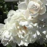 Gardenia