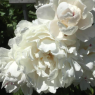 Gardenia