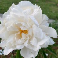 Gardenia - Pilt 3