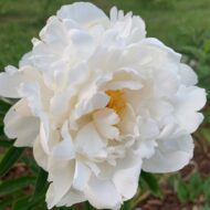 Gardenia - Pilt 2