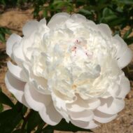 Gladys Hodson - Pilt 2