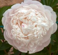 Gladys Hodson - Pilt 3