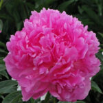 Glory Hallelujah