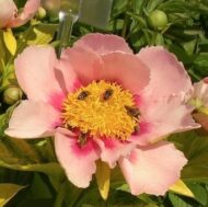 Golden Frolic - Pilt 2