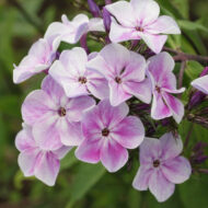 Gorozhanka