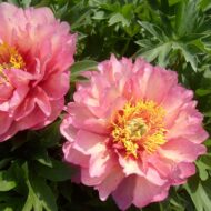 Hillary - Pilt 2