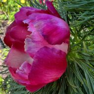 Paeonia tenuifolia f. alboroseum - Pilt 5
