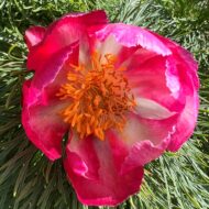 Paeonia tenuifolia f. alboroseum - Pilt 6